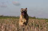BOUVIER DES ARDENNES 197